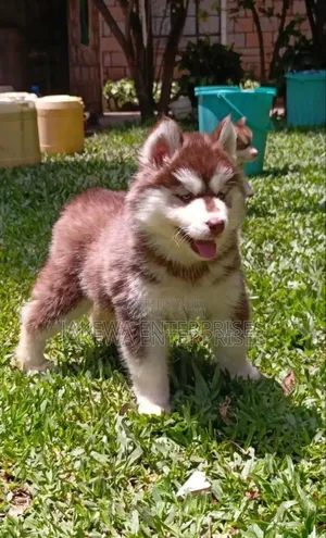 1-3 months Male Purebred Siberian Husky