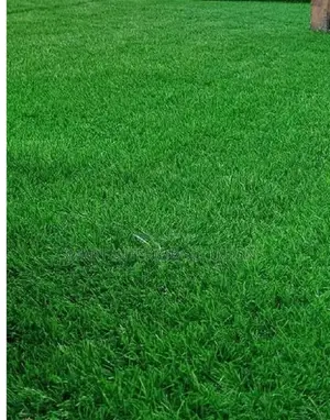Ultra-Soft Artificial Grass Carpet- Tsavo Road, Odeon
