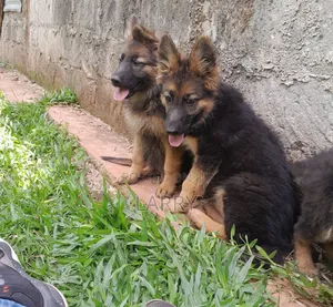 1-3 months Female Purebred German Shepherd