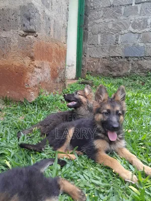1-3 months Male Purebred German Shepherd