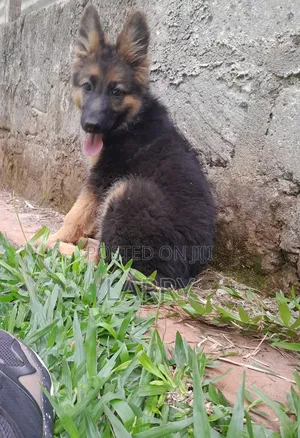 1-3 months Male Purebred German Shepherd