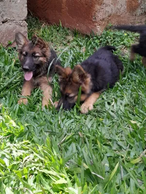 1-3 months Male Purebred German Shepherd