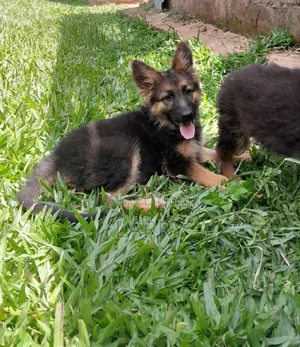 1-3 months Female Purebred German Shepherd