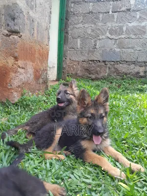 1-3 months Male Purebred German Shepherd