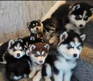 3-6 months Female Purebred Siberian Husky