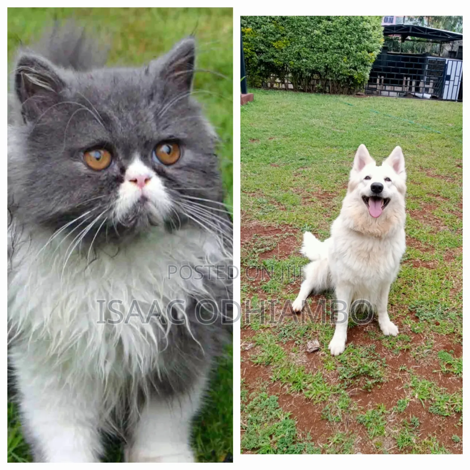 Paws Veterinary Services
