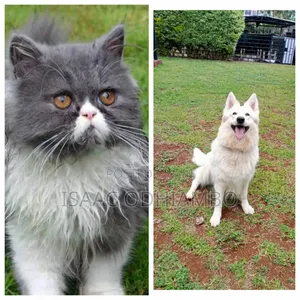 Paws Veterinary Services