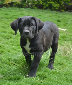1-3 months Male Purebred Boerboel