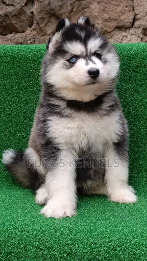 1-3 months Female Purebred Siberian Husky