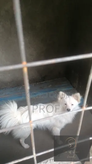 6-12 months Male Purebred Japanese Spitz