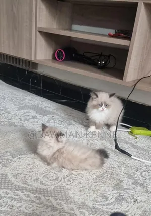 1-3 months Male Purebred Ragdoll