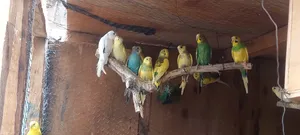 Supa Budgies.