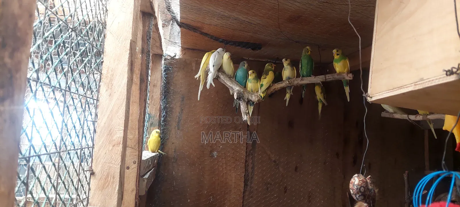 Supa Budgies.