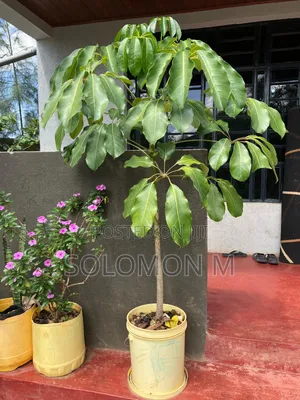 Octopus/Umbrella House Plant (Live)