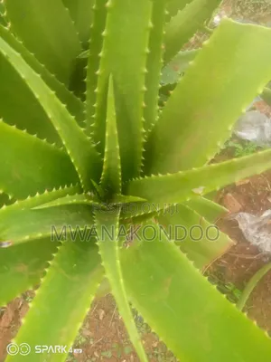 Aloe Vera Original