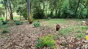 0.7 Acre Plot for Sale in Gachie