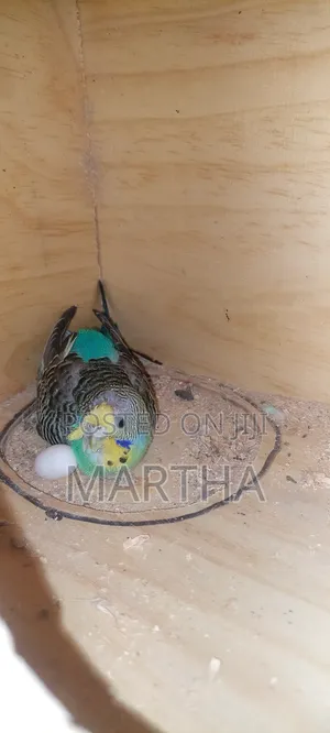 Supa Budgies.