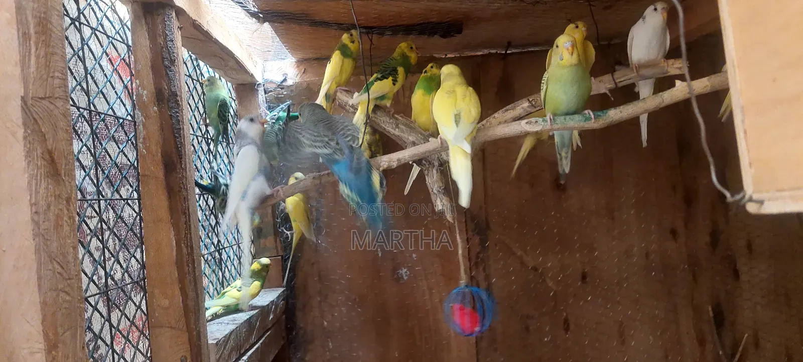 Supa Budgies.