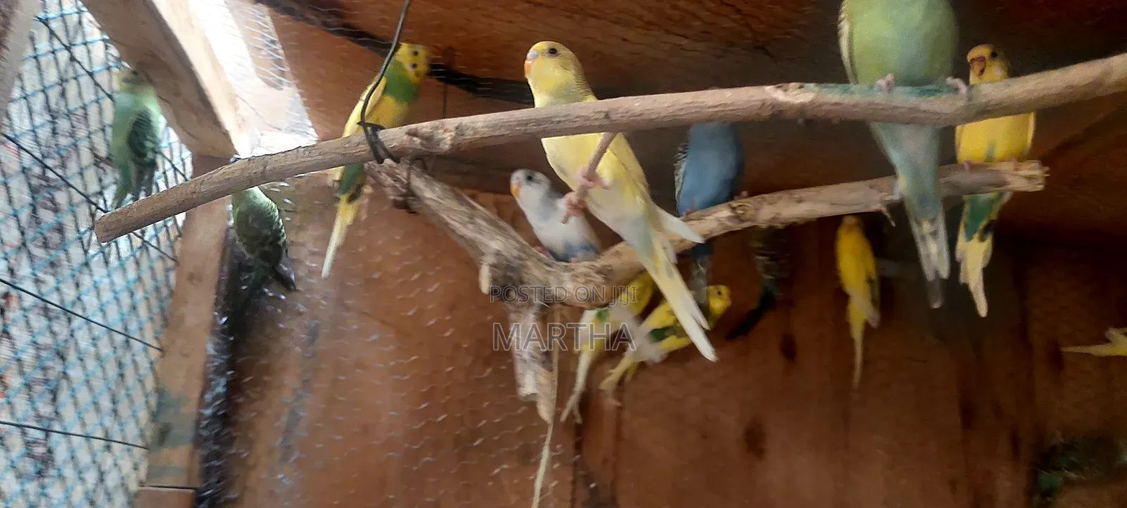 Supa Budgies.