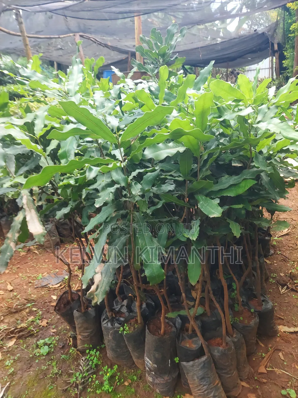 Macadamia Seedlings