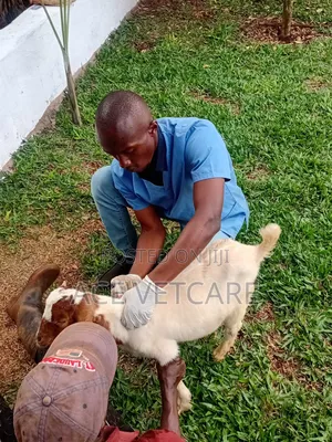 Veterinary Services and Pet Boarding