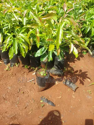 Grafted Big Size Hass Avocado Seedlings