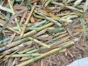 Chinese Magic Grass Juncao Cuttings for Livestock Fodder - 50 Cuttings
