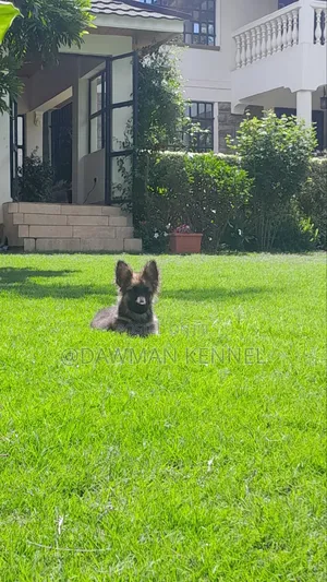 1-3 months Female Purebred German Shepherd