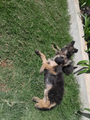 1-3 months Male Purebred German Shepherd