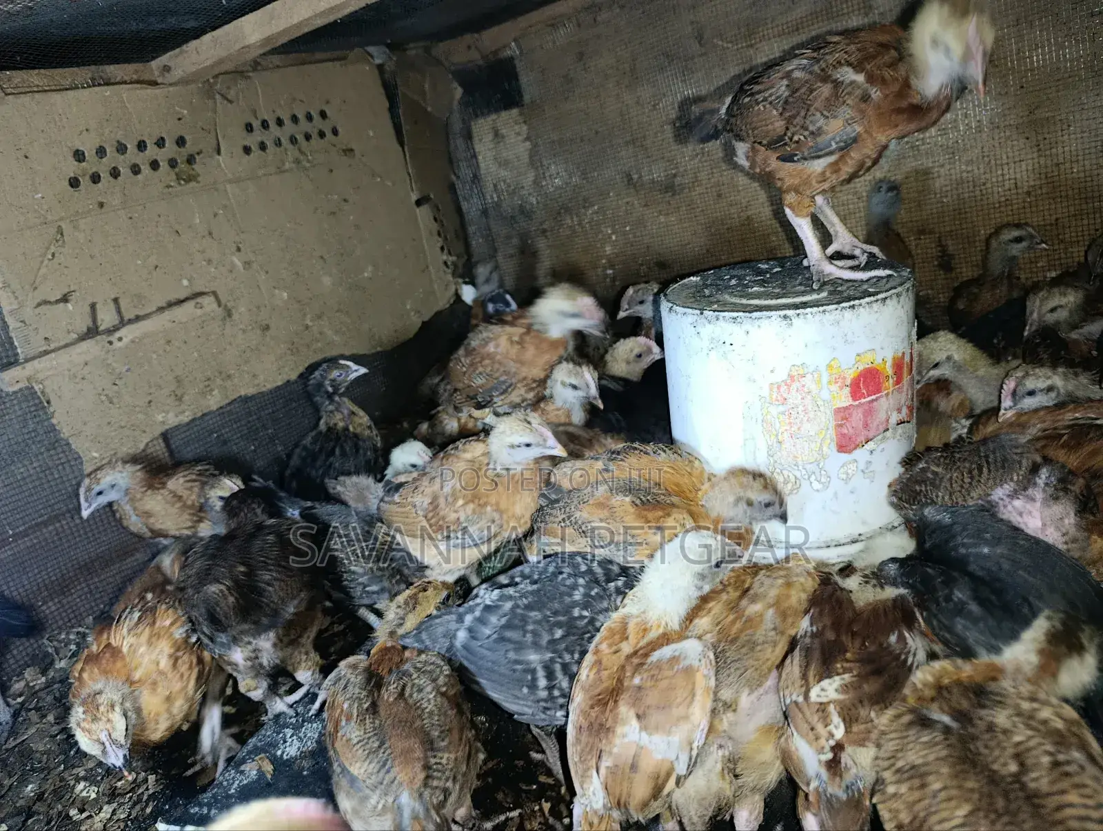 F1 Rainbow Roosters 5 Weeks Old Chicks