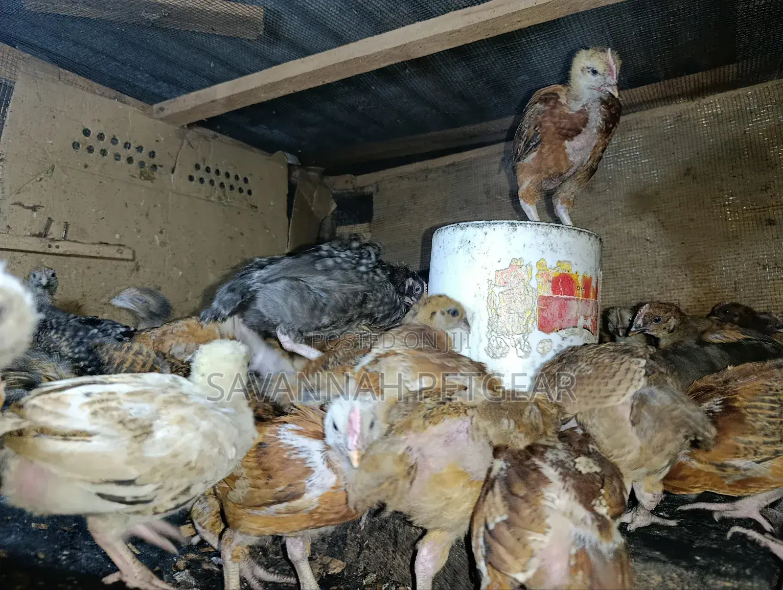 F1 Rainbow Roosters 5 Weeks Old Chicks