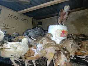 F1 Rainbow Roosters 5 Weeks Old Chicks