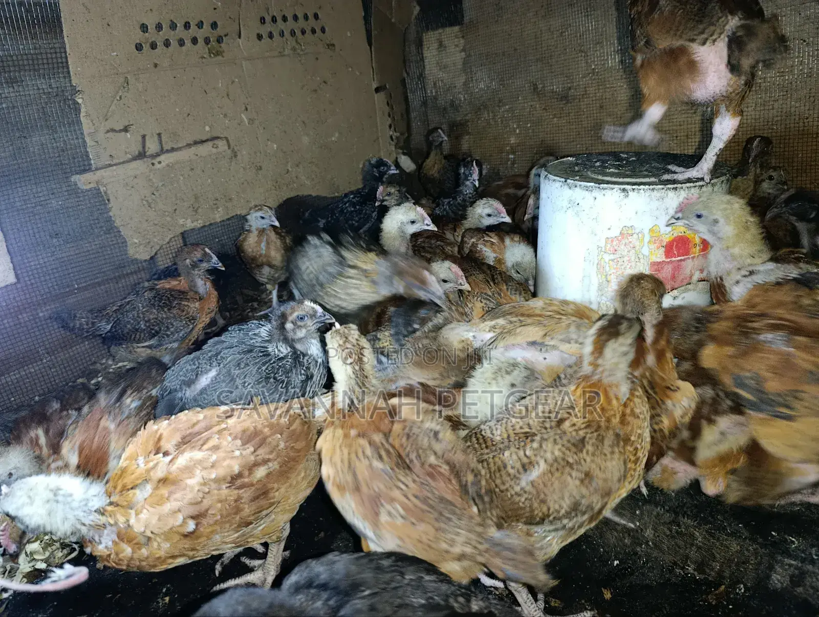 F1 Rainbow Roosters 5 Weeks Old Chicks