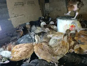 F1 Rainbow Roosters 5 Weeks Old Chicks