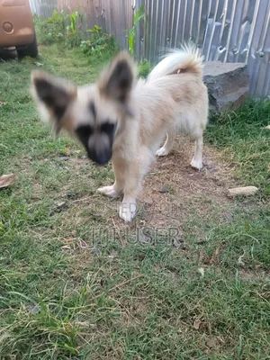 6-12 months Female Mixed Breed Japanese Spitz