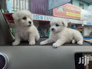 Female Purebred Japanese Spitz