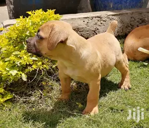 Young Male Purebred Boerboel