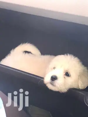 Baby Male Purebred Maltese