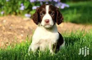 Baby Male Purebred English Springer Spaniel