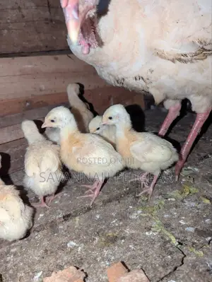 Young Turkeys, Known as Poults, White Holland Turkey Breed -1wk Old