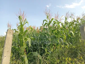 (40*80,40*60,30*90) Pieces of Land With Title Deed in Kamulu Athi