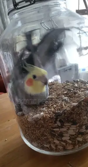 Adult Cockatiel