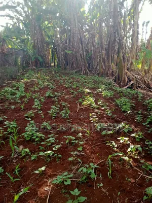 5 Acres on Sale Ta Kamahuha