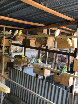 Parakeet Birds