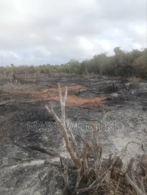 Ekari Thelathini Za Mananasi Zinauzwa Wahi Kuwahi