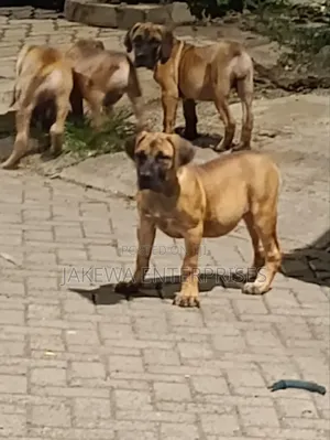 1-3 months Male Purebred Boerboel