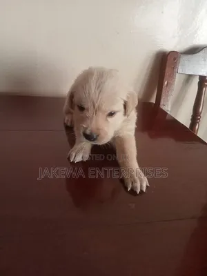 1-3 months Male Purebred Labrador Retriever