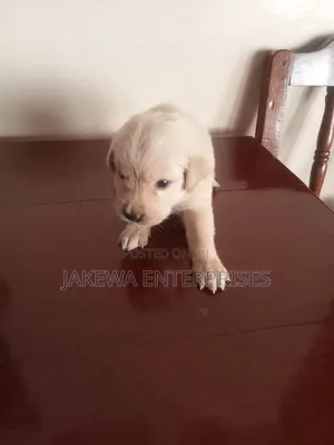 1-3 months Female Purebred Labrador Retriever