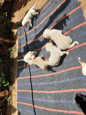 1-3 months Female Purebred Labrador Retriever