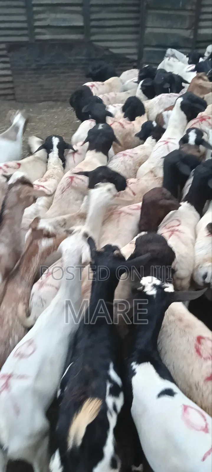 Mares Meat
